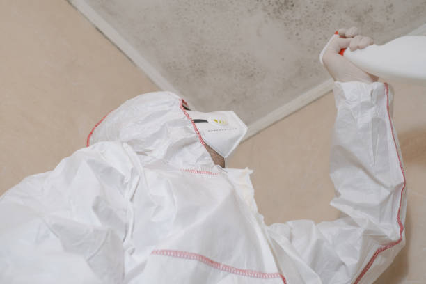 Trusted Elyria, OH Mold Remediation Experts