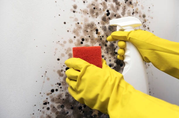 Best Attic Mold Remediation in Elyria, OH