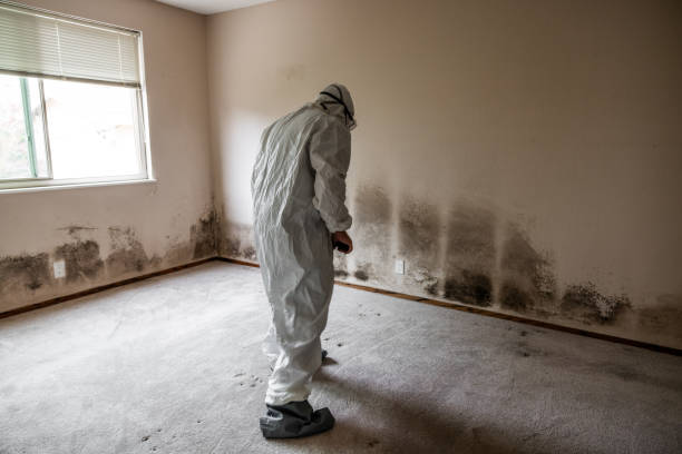 Best Crawl Space Mold Remediation in Elyria, OH