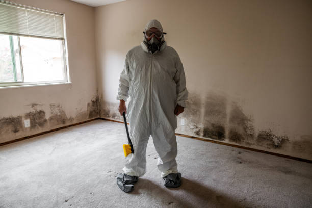 Best Post-Flood Mold Remediation in Elyria, OH