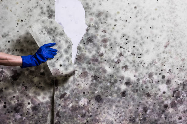 Best Insurance-Related Mold Remediation in Elyria, OH